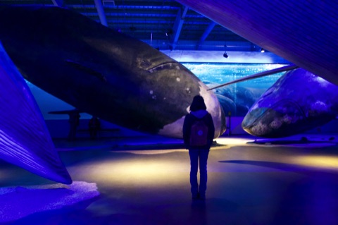 Girl with whales, Whales of Iceland, Reykjavik